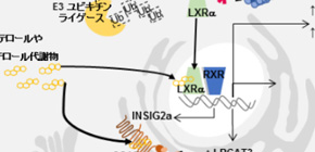 Lipid absorption mechanism by protein TTC39B clarified