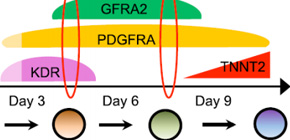 Discovery of Molecular Marker Specific to Early Embryonic Heart Development