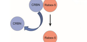 Anti-inflammatory effects of thalidomide derivatives elucidated