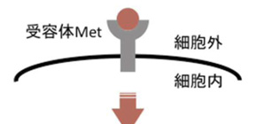 Successful development of specific antibodies to hepatocyte growth factor (HGF) 