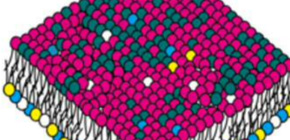 Intracellular imaging of fatty acids by scanning X-ray fluorescence microscopy