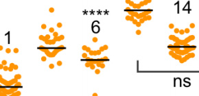 Mechanism behind suppression of chromosome abnormality by homologous recombination (HR) enzyme Rad51