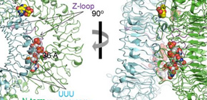 Activation mechanism for Toll-like Receptor 7 (TLR7) that provokes innate immune responses clarified