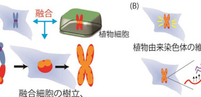 Successful partial hybrid cells of humans and plants