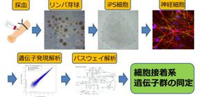 Discovery of partial action mechanism of drugs for treating treatment-resistant schizophrenia