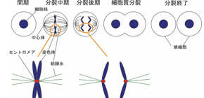 Mechanism of how genes are passed on to next generation clarified