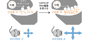 Role of Molecular Modification in Determining Physical Activity Levels Revealed