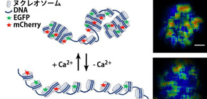 Calcium Aids Chromosome Condensation Prior to Cell Division 