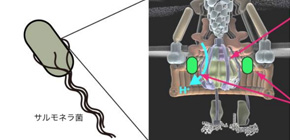 High-resolution pH Imaging Elucidates Energy Mechanisms in Creating Bacterial Flagella