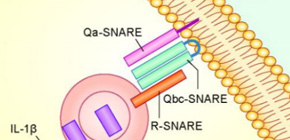 Identification of autophagy-dependent secretion machinery