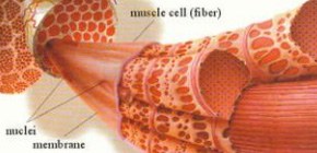 Atomic resolution of muscle contraction