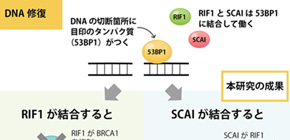 The fork in the road to DNA repair 