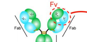 Novel Small Antibody Fragment: A Valuable Tool in Crystallography