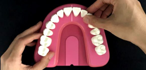 Hands-on oral cavity model DENTACT