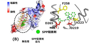 Dibenzoazepine Defender: Drug Found to be Effective Against Resistant Hepatitis C