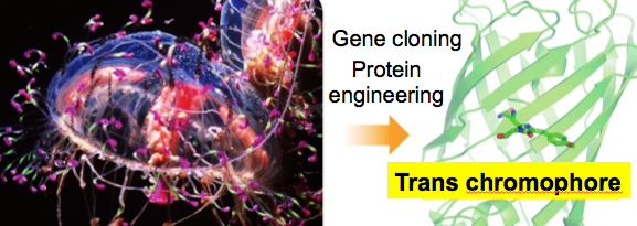 Bright and Stable: New Acid-Tolerant Green Fluorescent Protein for Bioimaging