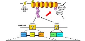 Snapshot of DNA repair