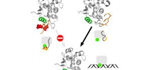 Elucidating unknown mechanisms behind protein function