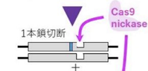 New genome-editing method “cuts back” on unwanted genetic mutations