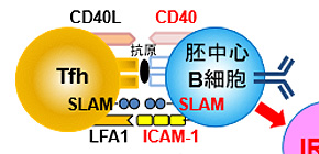 Accepted or Rejected? Uncovering How Fate of B Cell is Determined