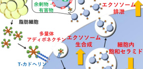 How adiponectin reduces lipids through exosomes elucidated