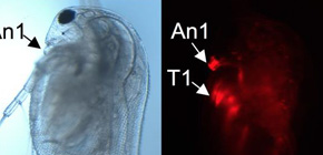The mystery of masculinization in Daphnia magna unraveled