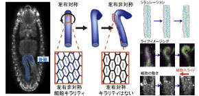 Organ regeneration is no longer a distant dream