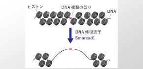 Mechanisms of DNA mismatch repair unraveled