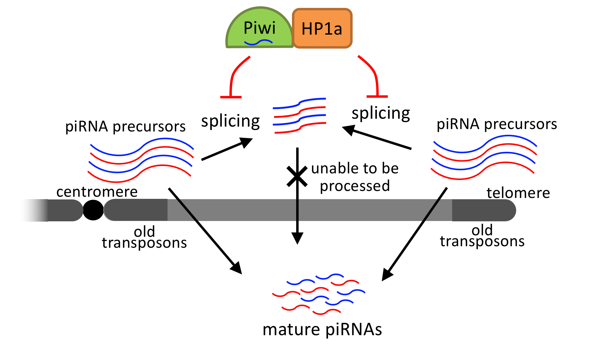 Key Protein Providing Defense Against “Jumping Genes” Identified