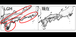 Where did broadleaved evergreen trees survive during the last glacial period in Japan?