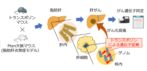 Sleeping Beauty Helps Identify Genes Involved in a Fatty Liver-associated liver cancer