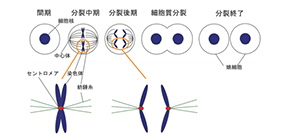 Pulling the Genome Apart: Chromosome Segregation During Mitosis Explained