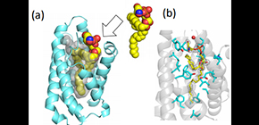 Gip1 structure places G proteins in lockdown