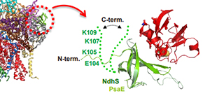 The secret adaptive power of photosynthetic complex I is finally revealed