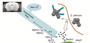 Dectin-1-mediated pain is critical for the resolution of fungal inflammation