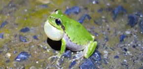 Multi-hop Communication: Frog Choruses Inspire Wireless Sensor Networks