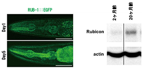 The key to increased lifespan? Rubicon alters autophagy in animals during aging