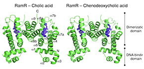 Gut Instinct: Bile Acid-Triggered Bacterial Adaptation Characterized