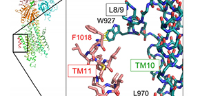 Crystal structure and control mechanism of human Ca2+ pump activity clarified