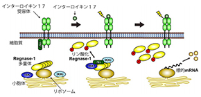 Phosphorylation of Regnase-1 Lets IL-17 Run Amok