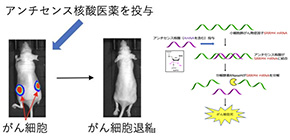 Novel nucleic acid medicine for treating refractory lung cancer developed