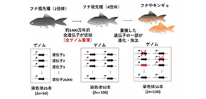 Unraveling mystery of evolution of vertebrates by genome sequencing of goldfish