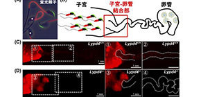 Family genes that regulate sperm’s fertilizing ability discovered via genome editing technology 