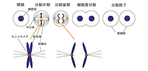 Modulation mechanism of chromosome segregation clarified