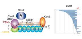 Genomic cut and paste using a Class 1 CRISPR system