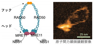 High-speed atomic force microscopy clarifies how enzyme repairs DNA damage