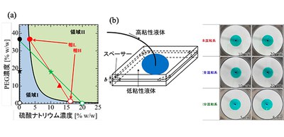 Clarification of viscous fingering dynamics will increase the efficiency of enhanced oil recovery process involving fluid displacement techniques