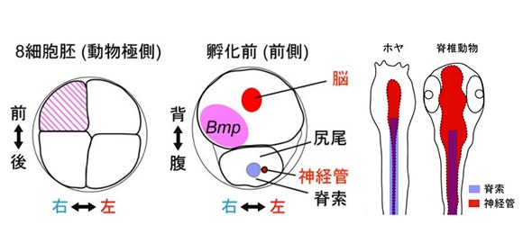 A tadpole with a twist: Left–right asymmetric development of Oikopleura dioica