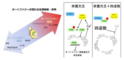 Suppressive effect of TJ-35 (Shigyakusan) on autophagic activity: therapeutic potentials for cancer and neurodegenerative diseases