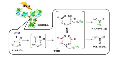 Reaction mechanism for UVC-induced oxidation of histidine in antibody drugs clarified